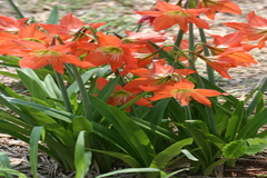 Hippeastrum vittatum